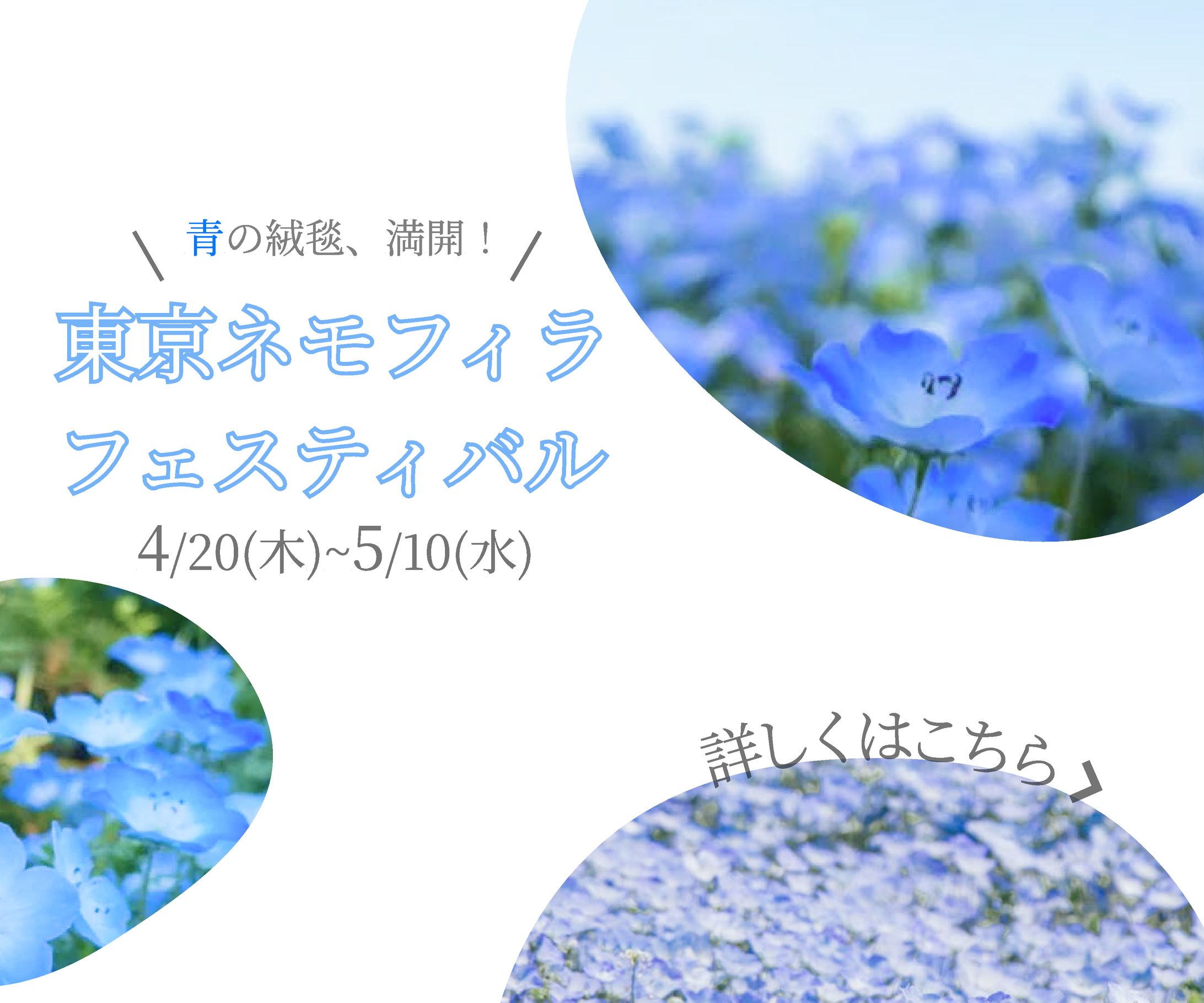 【バナー】「東京ネモフィラフェスティバル」【架空】-1