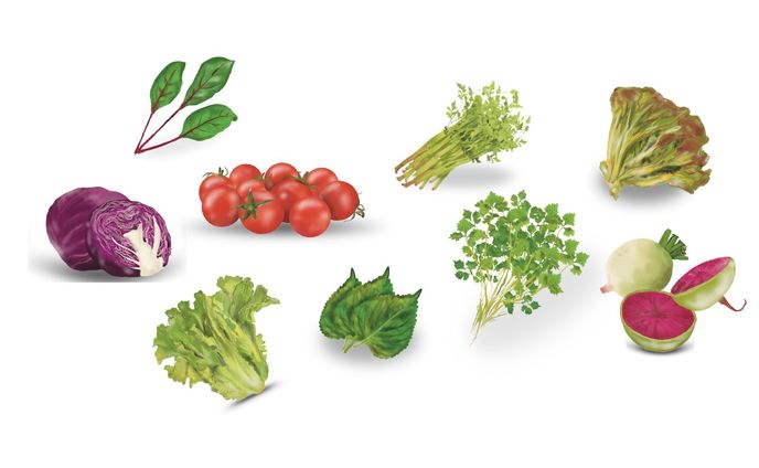 野菜イラスト（ベジテジや様）