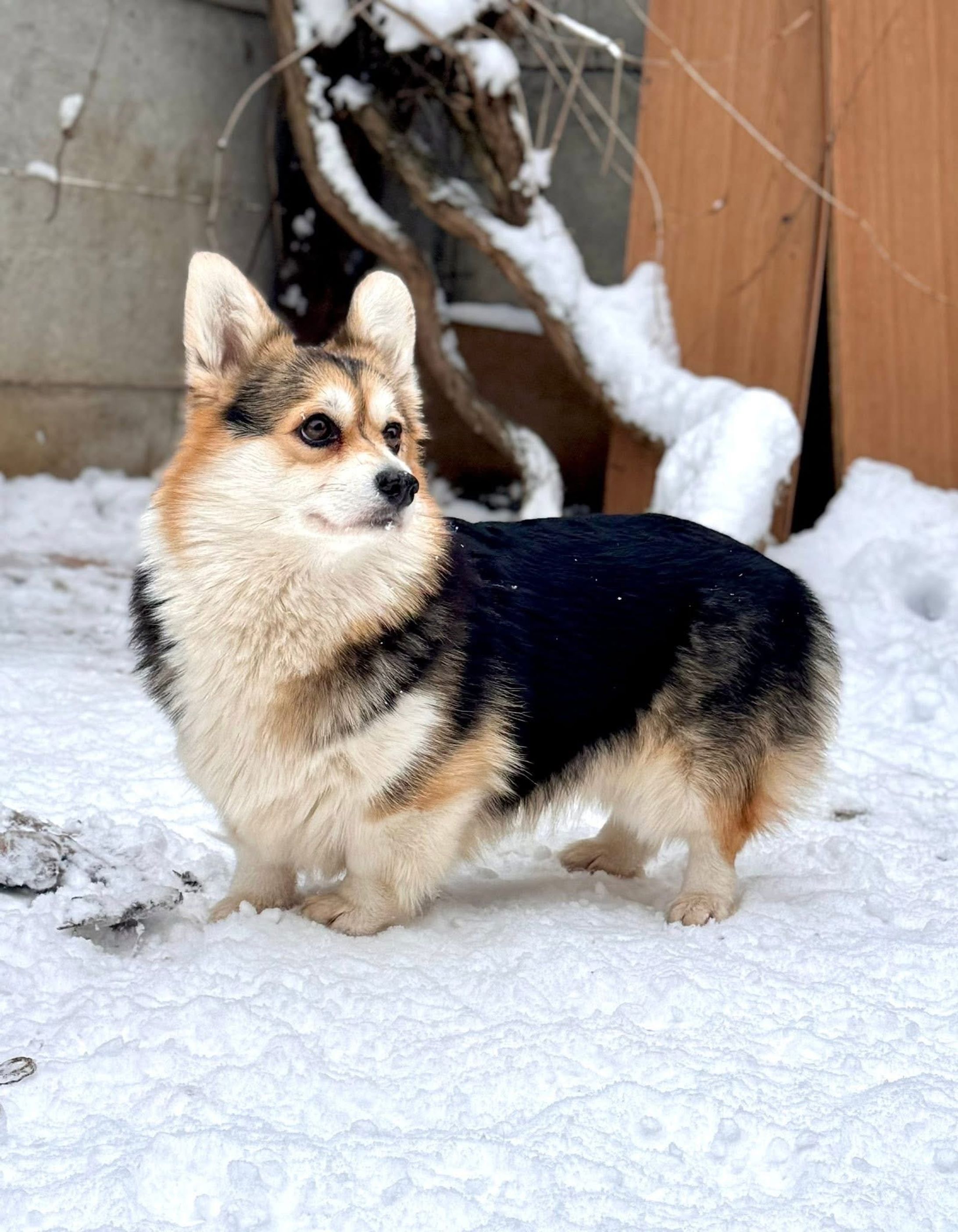 BlancheLily Angelic Veronica-1