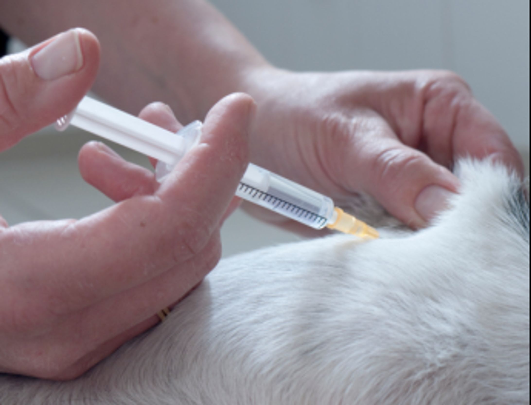 獣医用ワクチン219獣医用ワクチンの世界市場調査：規模、シェア、成長率（2026-2032年）-1