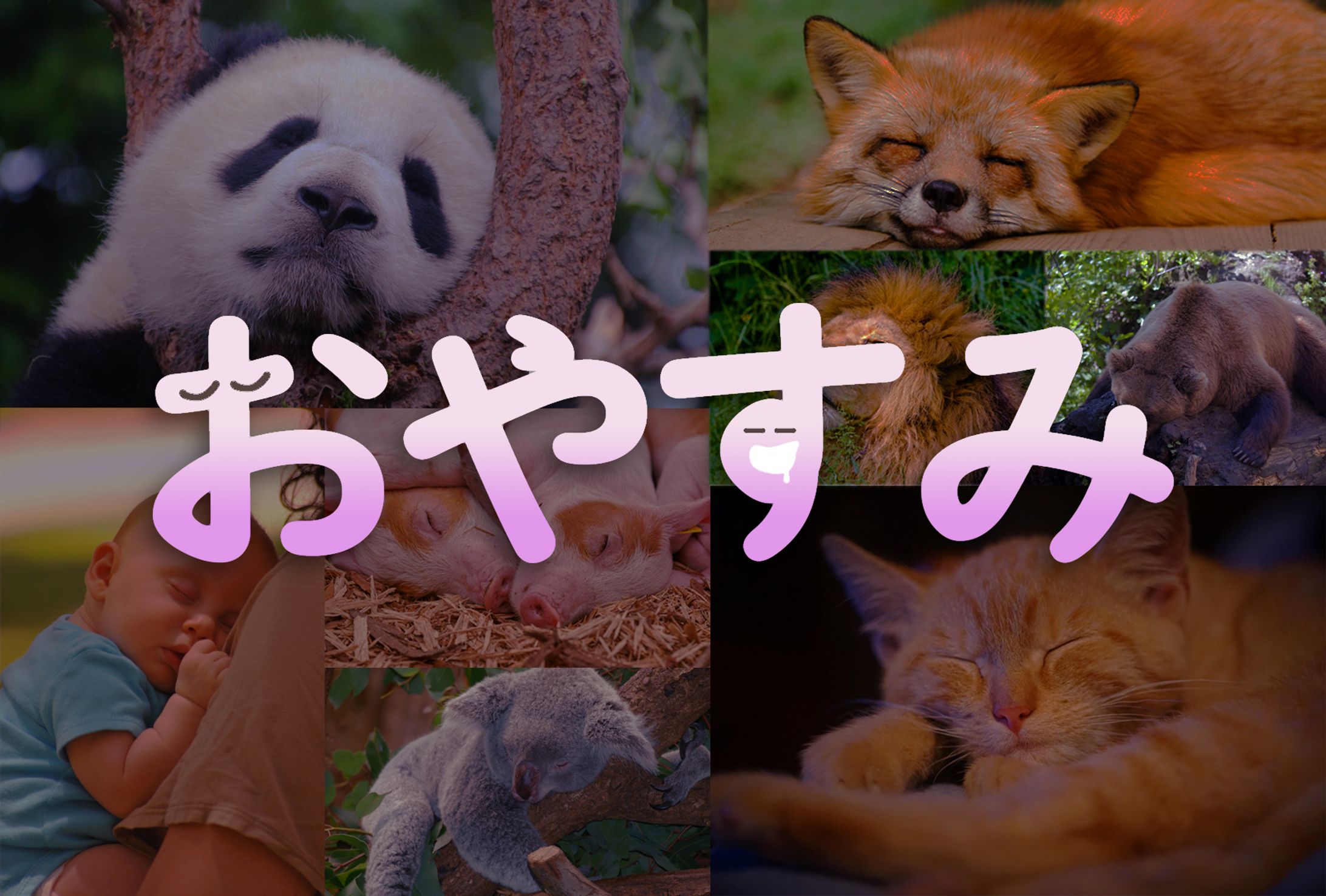 おやすみ-1