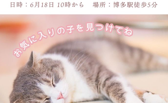 保護猫カフェ