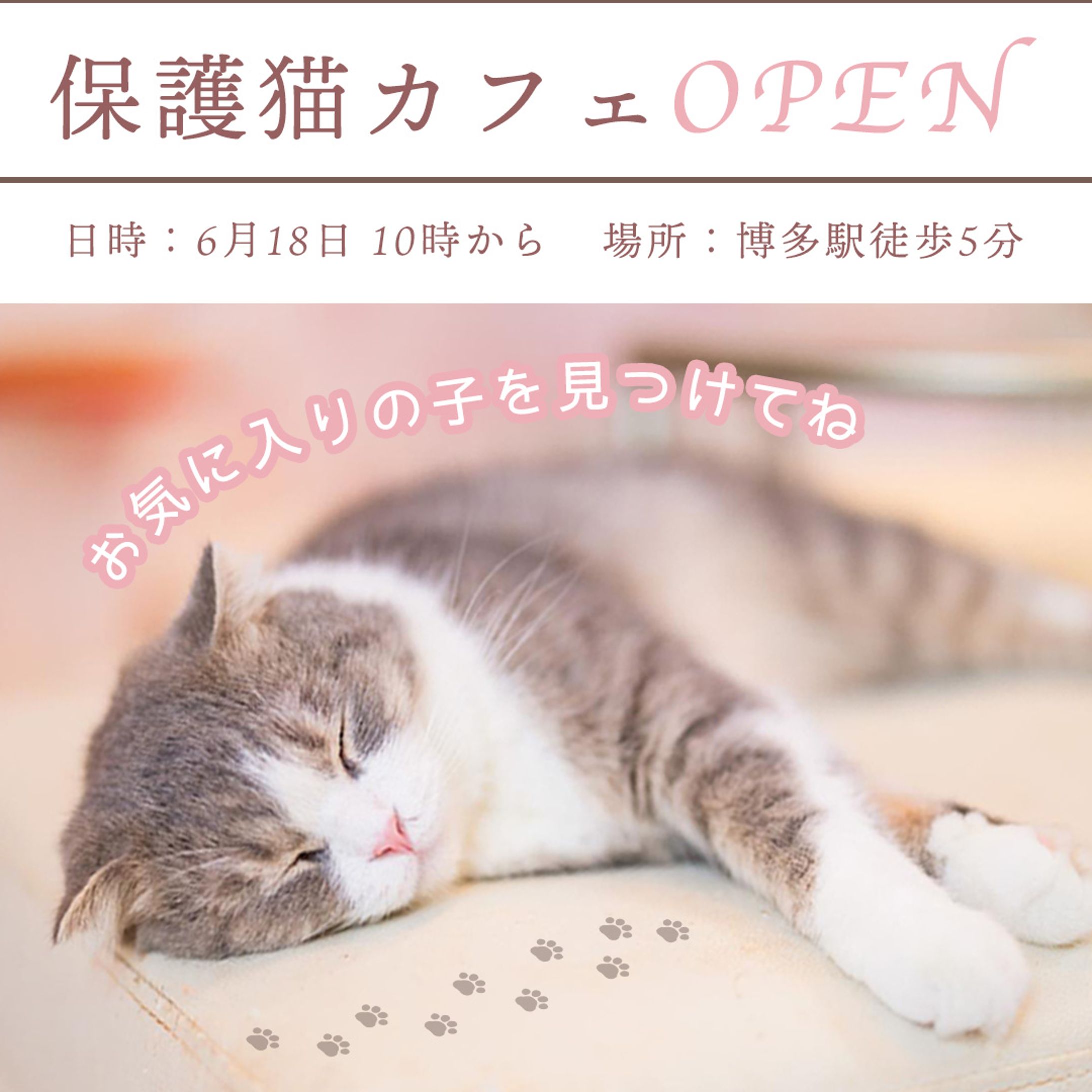 保護猫カフェ-1