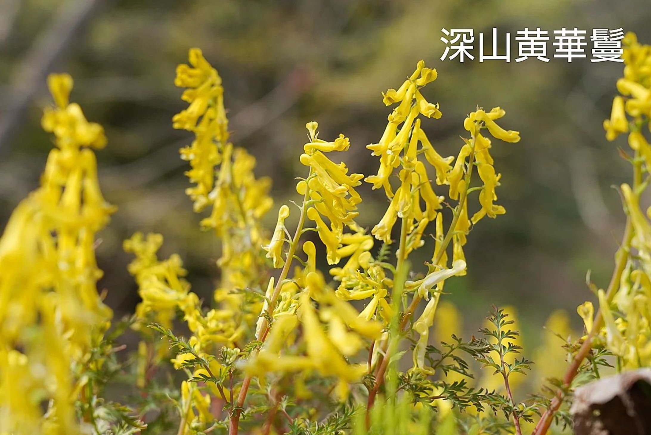 深山黄華鬘
Miyama Kikeman
2023.May

Nagano Prefectural National Route 406 is an important arterial road connecting Hakuba Village and Nagano City, but unfortunately, the road is narrow and it is difficult to pass each other, making it a dangerous road.
Along such a road, Miyama Kikeman was blooming vigorously, and I was attracted by its strength.

#team_jp_flower
#flowerpic #flowermagic #flowerpassion #flowerpower #flowerbeauty #gardenflowers #flowerphotography #flowerphoto #flowerlife #flowerlove #flowerloversdaily #flowerlovers #naturephotography #naturepic #nature_perfection #nature_obsession #nature_brilliance #natureshots #kokohana
#flowers_super_pics #flowers_nirvana #山野草 #flower_daily #flower_shotz #flower_igers #flower_perfection
#nb_nature_brilliance
#花フレンド-1