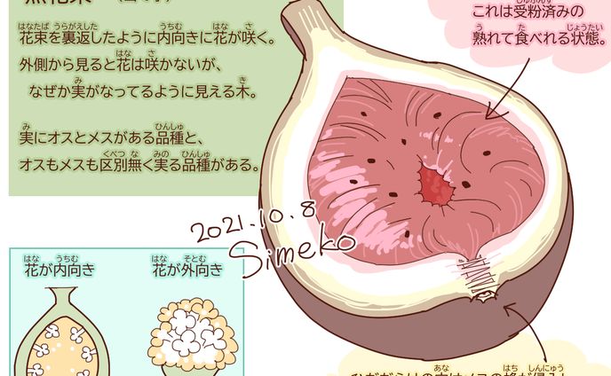 壮絶なイチジクコバチ