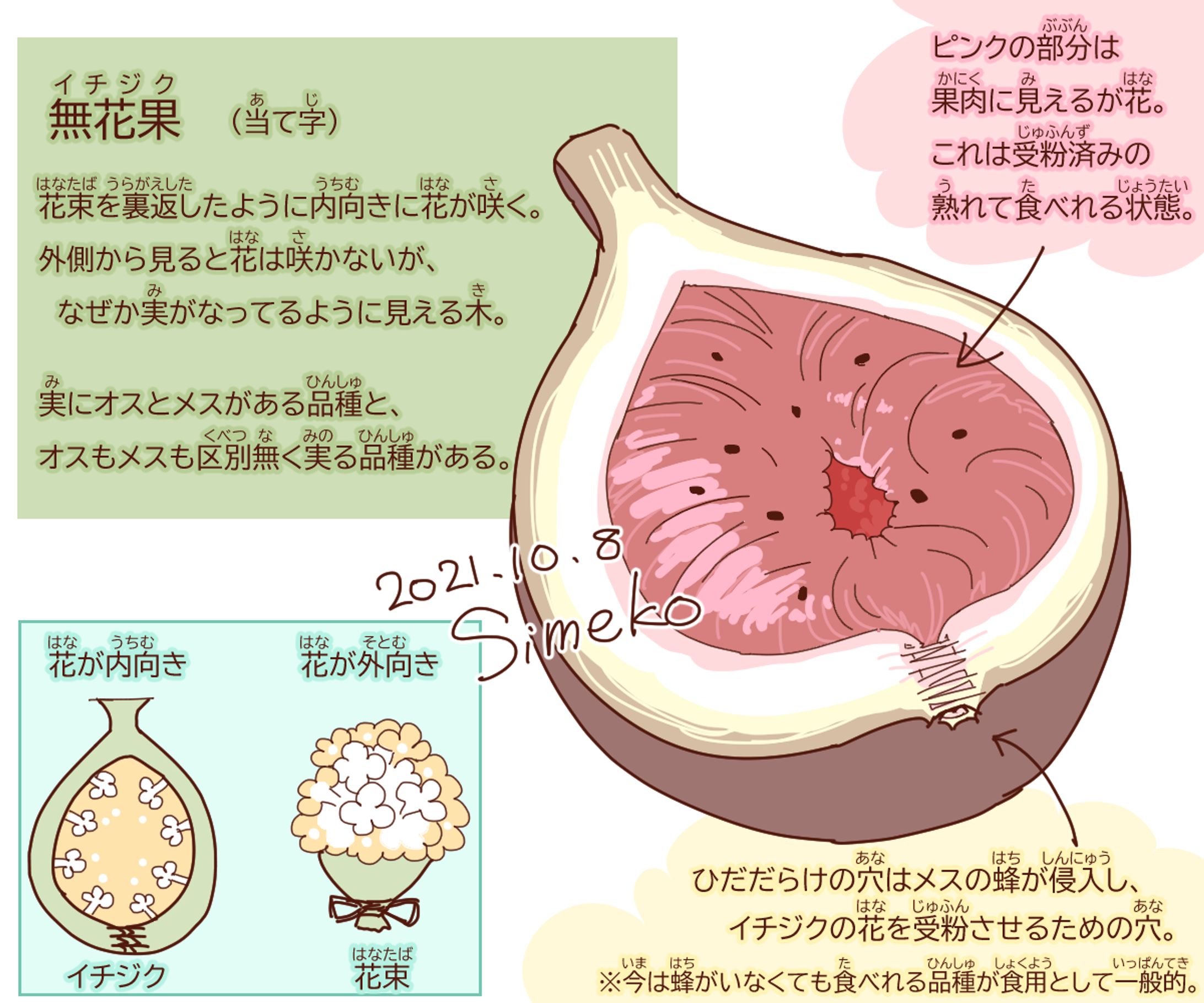 壮絶なイチジクコバチ-1