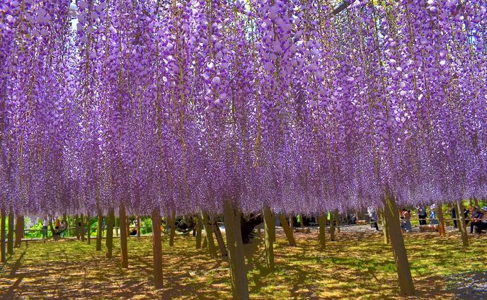 北九州河内藤園(一眼レフにて撮影）