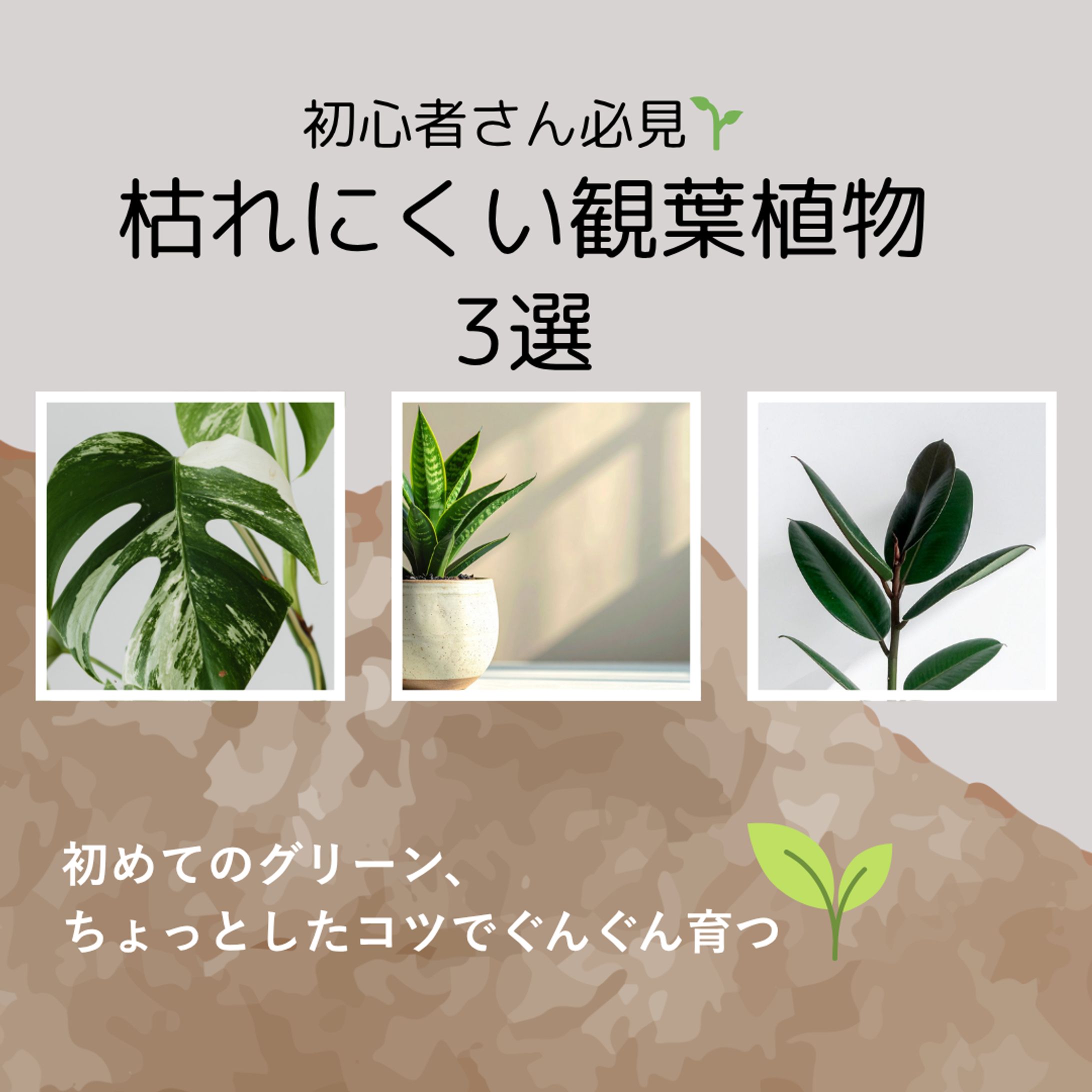 観葉植物の育て方.zip   5-1