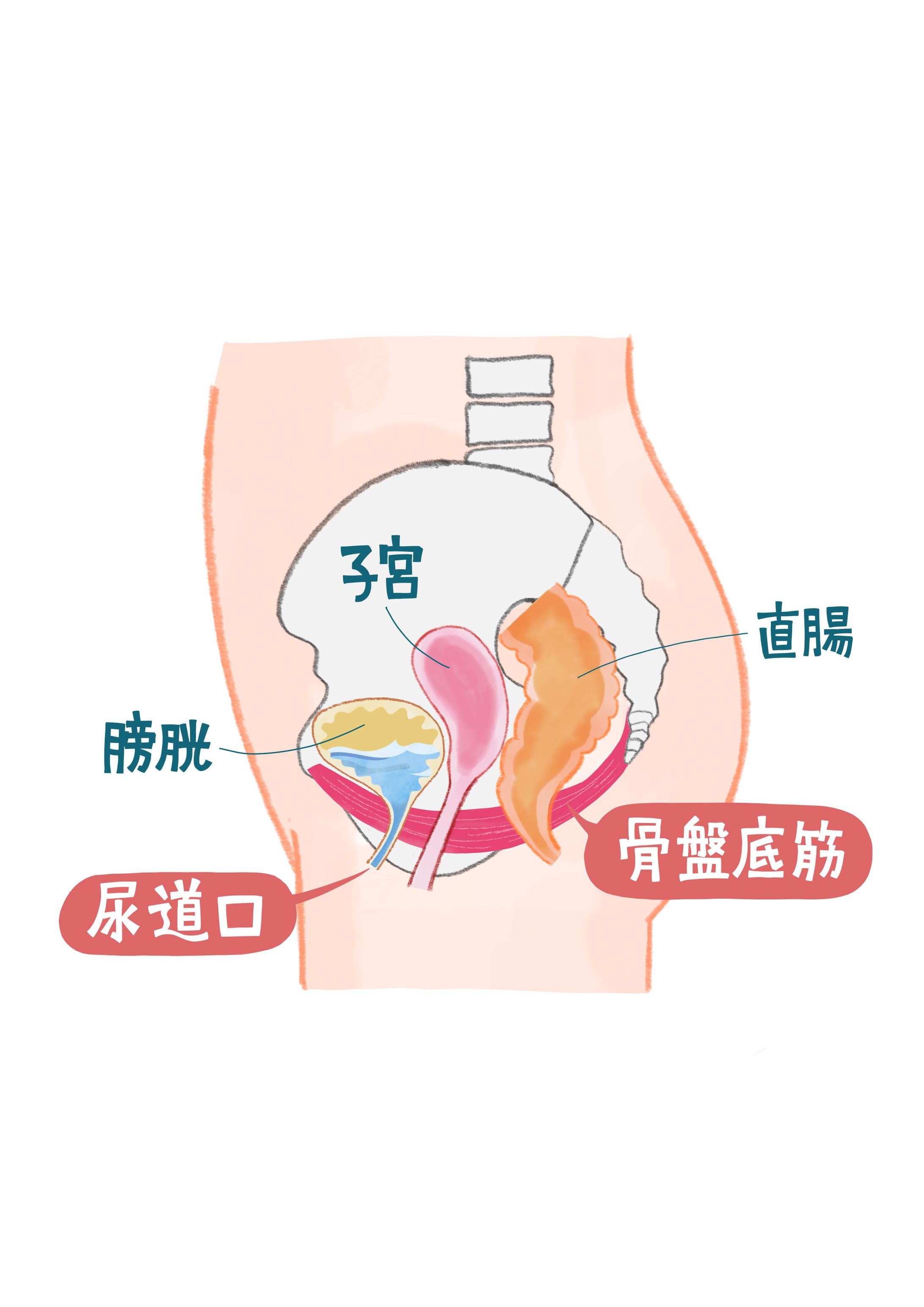 骨盤底筋がわかる女性骨盤修正の断面イラスト-1