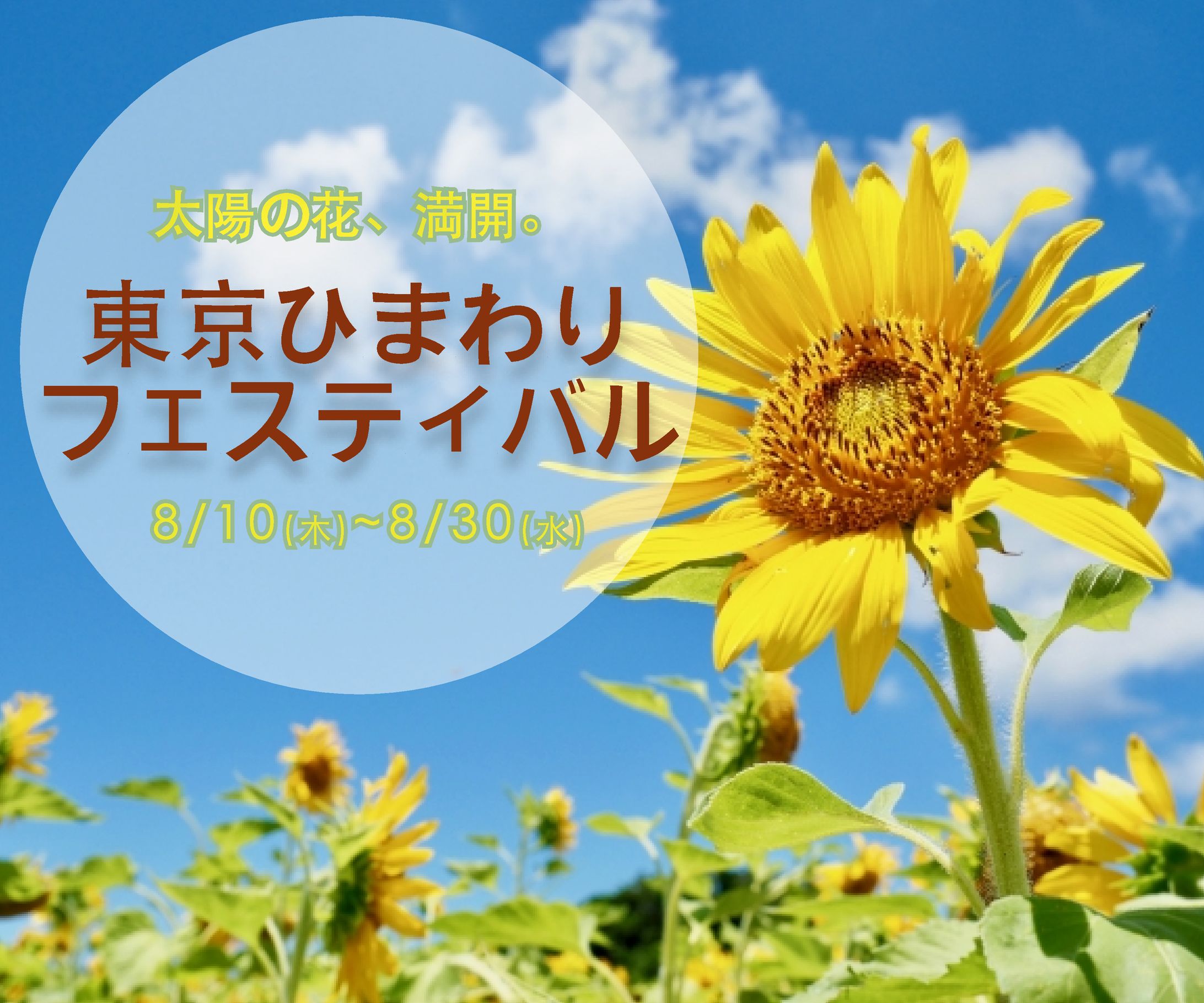 ひまわりフェスティバルバナー-1
