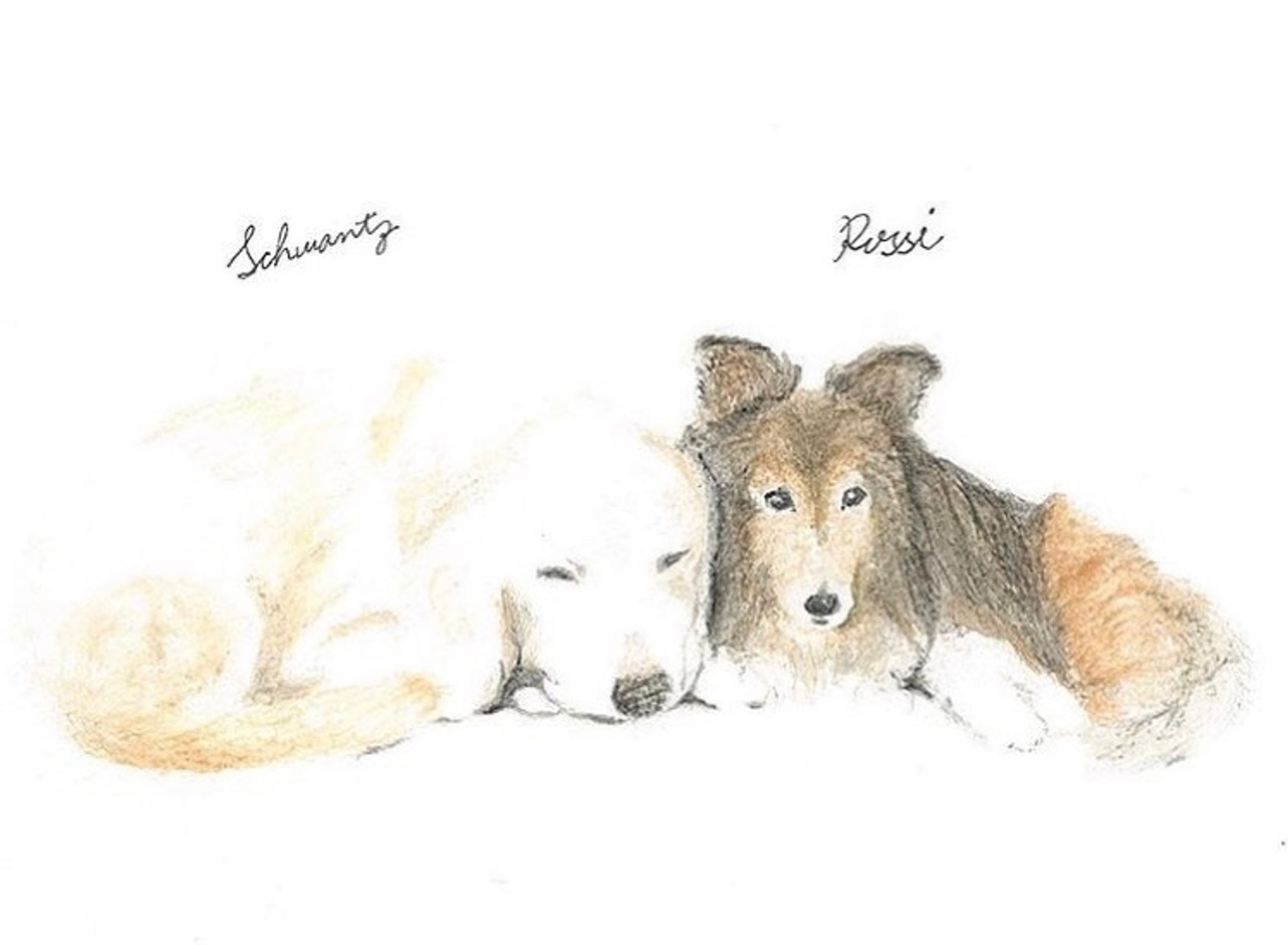 スケッチ　愛犬-1