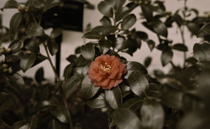A sepia peony