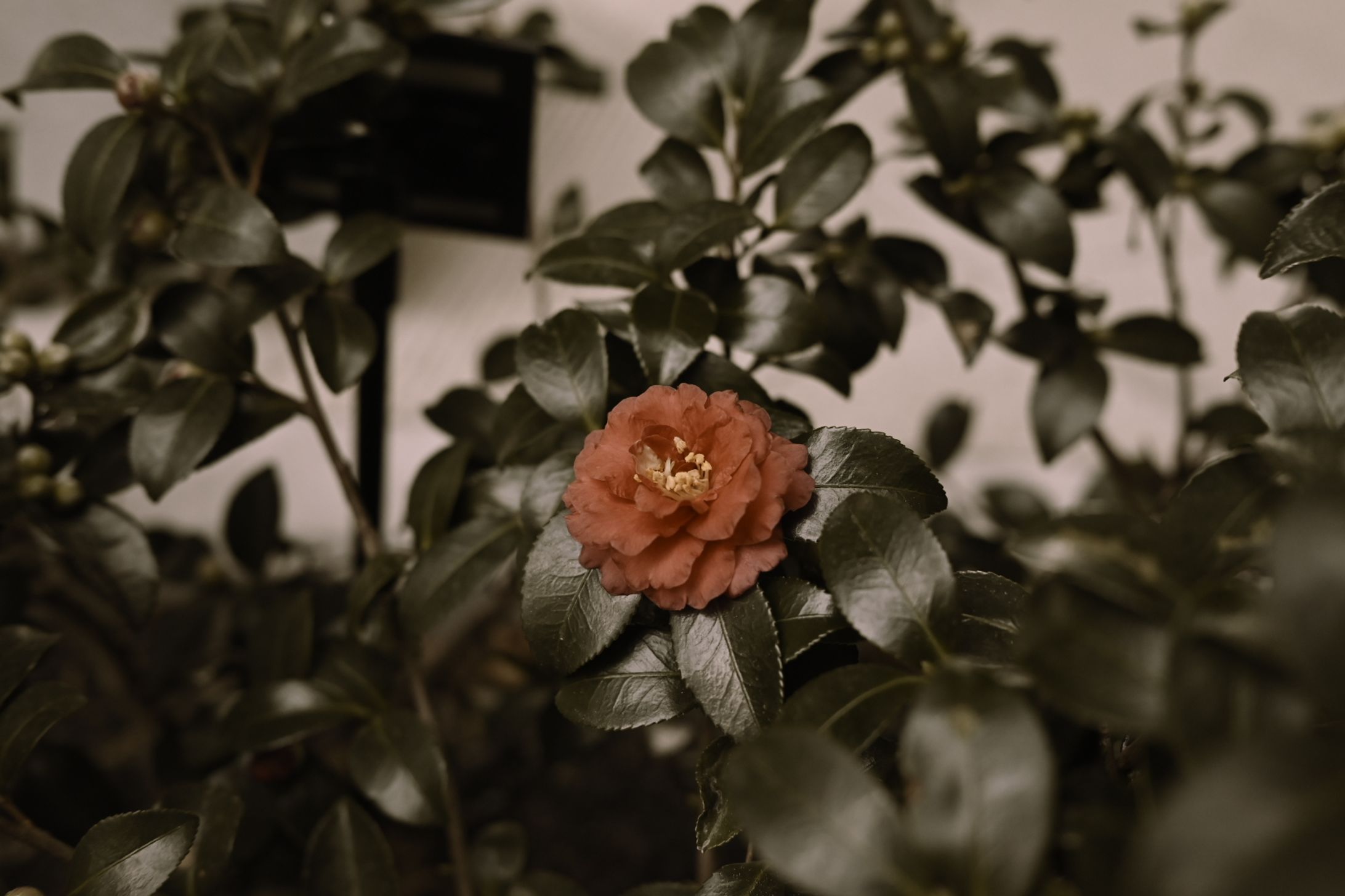 A sepia peony-1