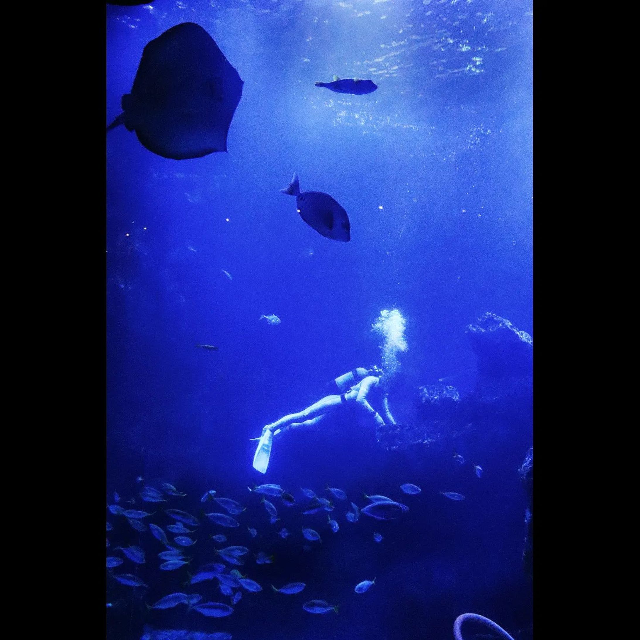 水族館⁡
⁡⁡
⁡ #jpn_photo  #青  #photography  #canon  #canonkissx9i #キリトリセカイ  #京都水族館  #ファインダー越しの私の世界-1