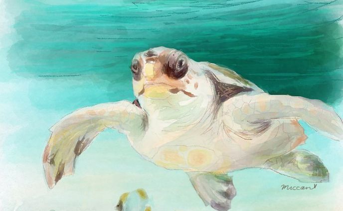 イラスト制作：Sea Turtle