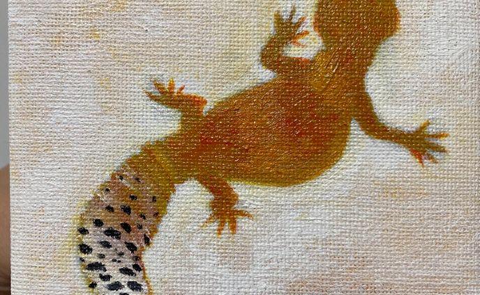 ヒョウモントカゲモドキ