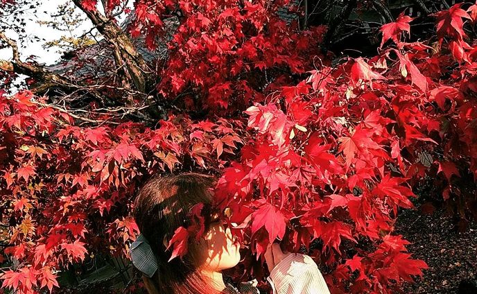 🍁紅葉🍁

#紅葉 #紅葉🍁