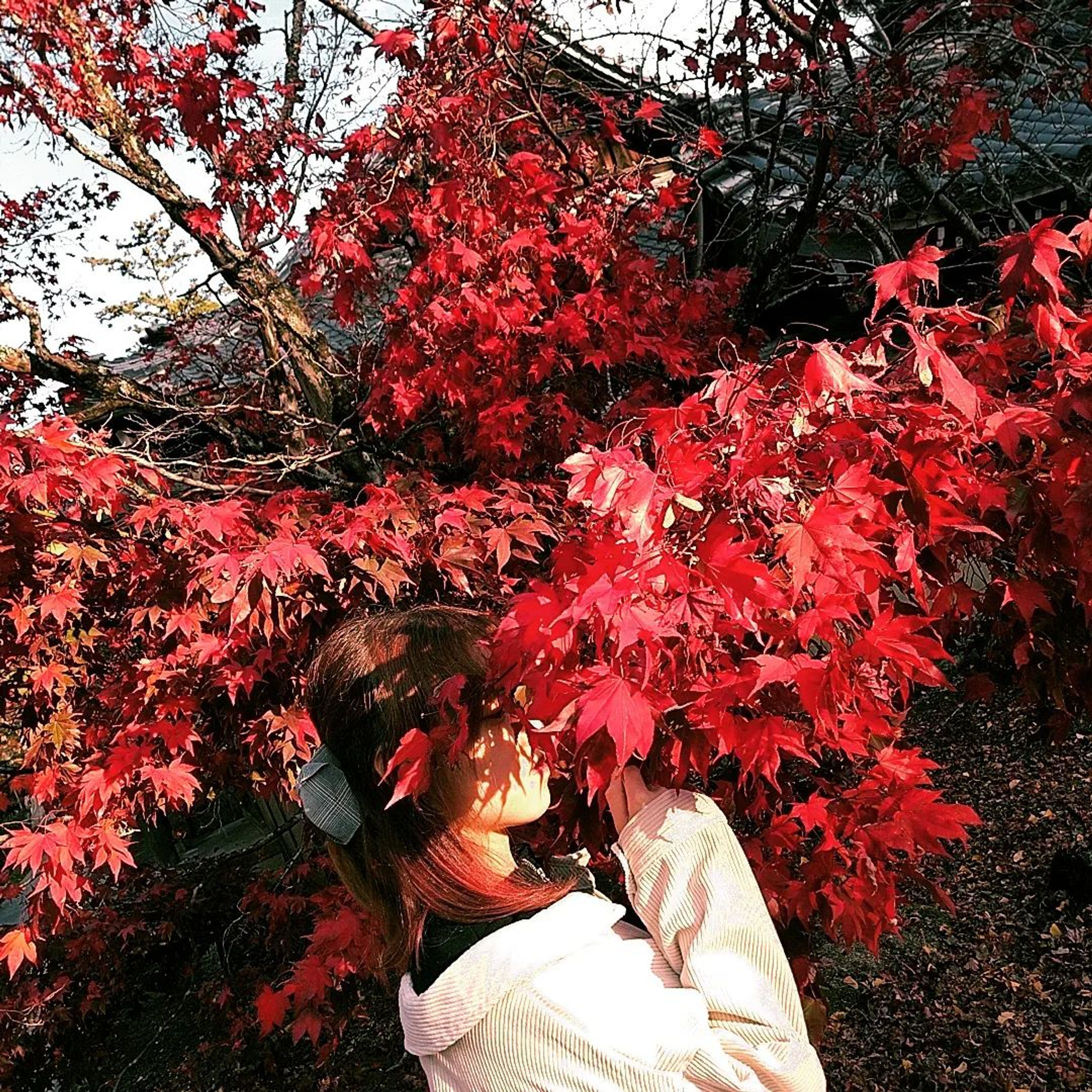 🍁紅葉🍁

#紅葉 #紅葉🍁-1