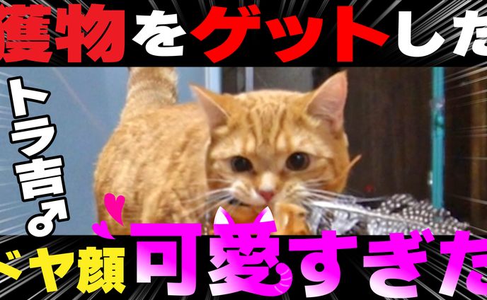 猫＿サムネ