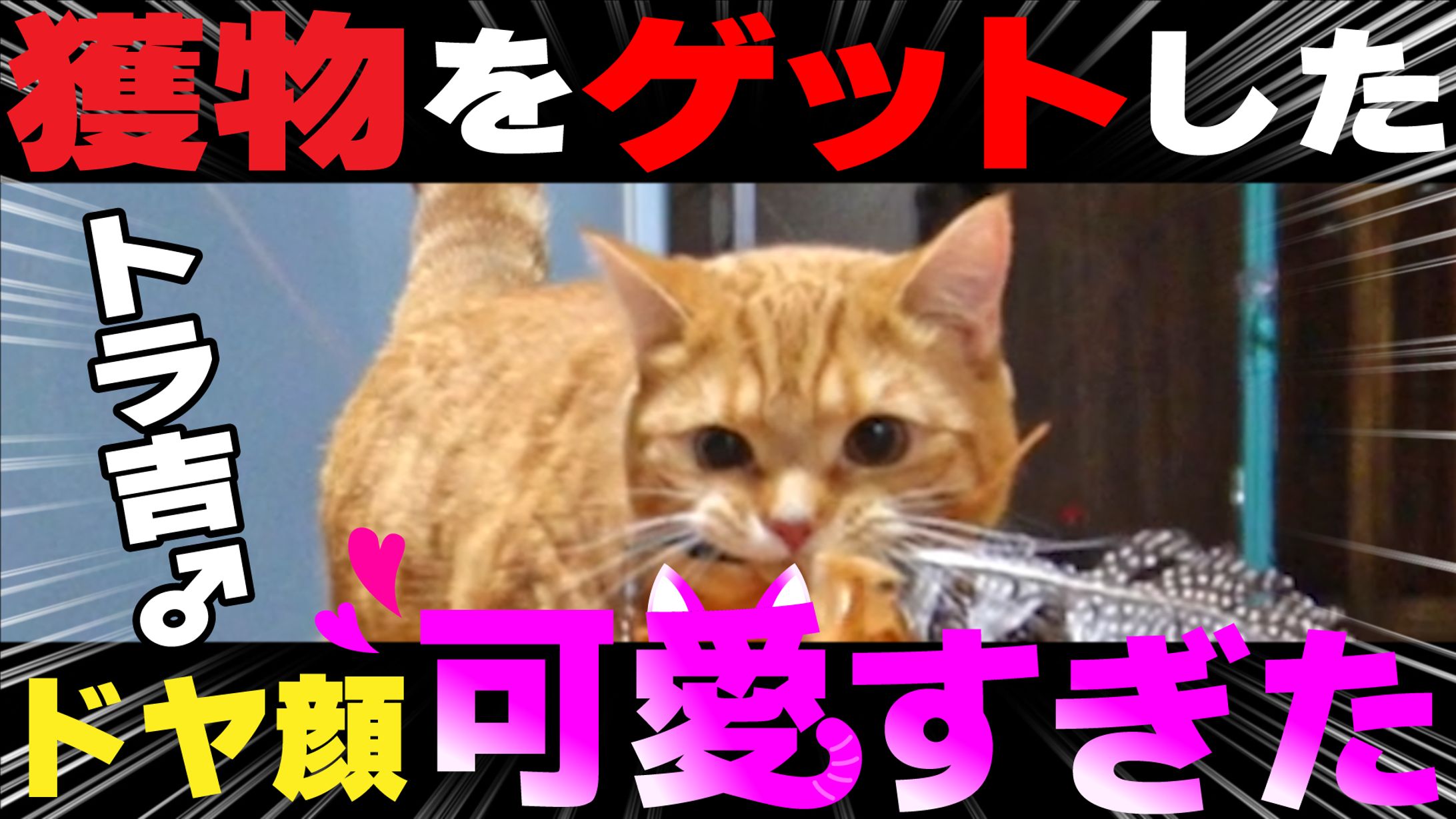 猫＿サムネ-1