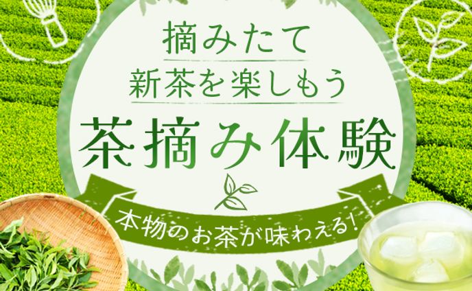 バナー：茶摘み体験