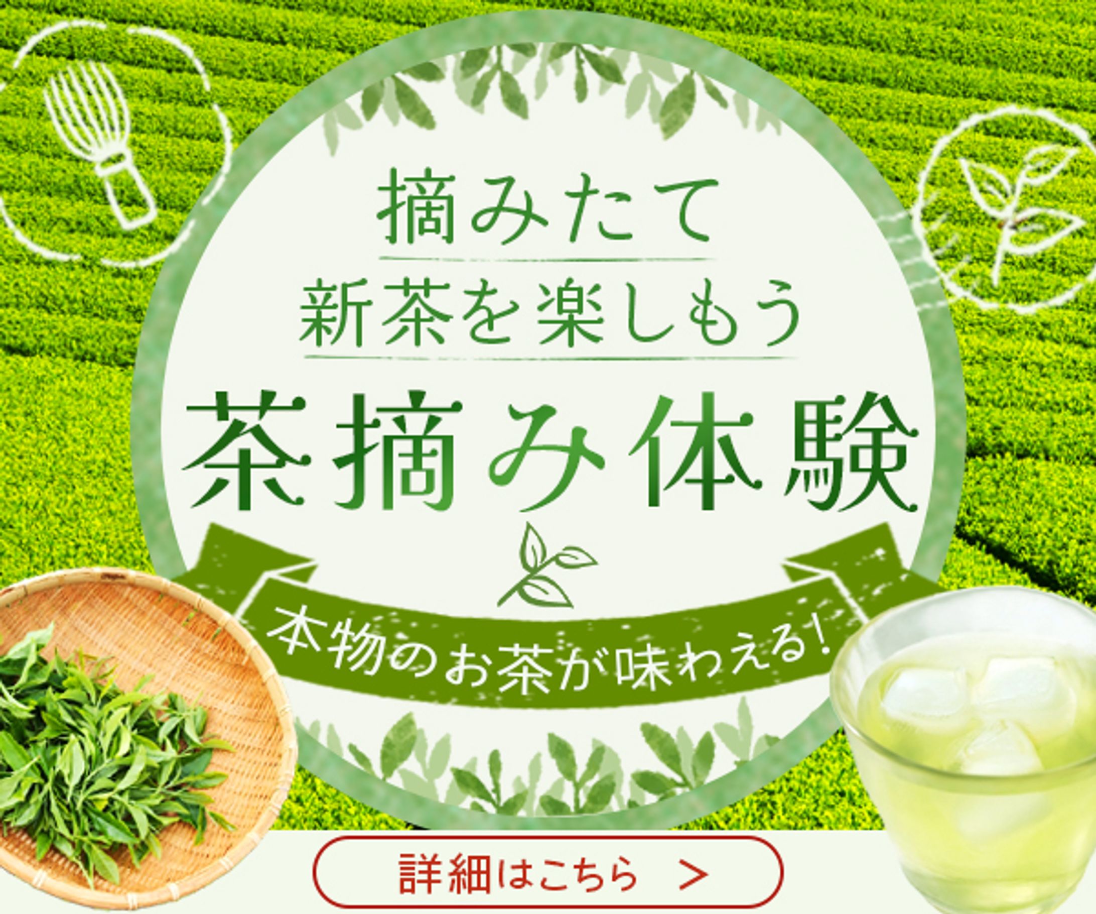バナー：茶摘み体験-1