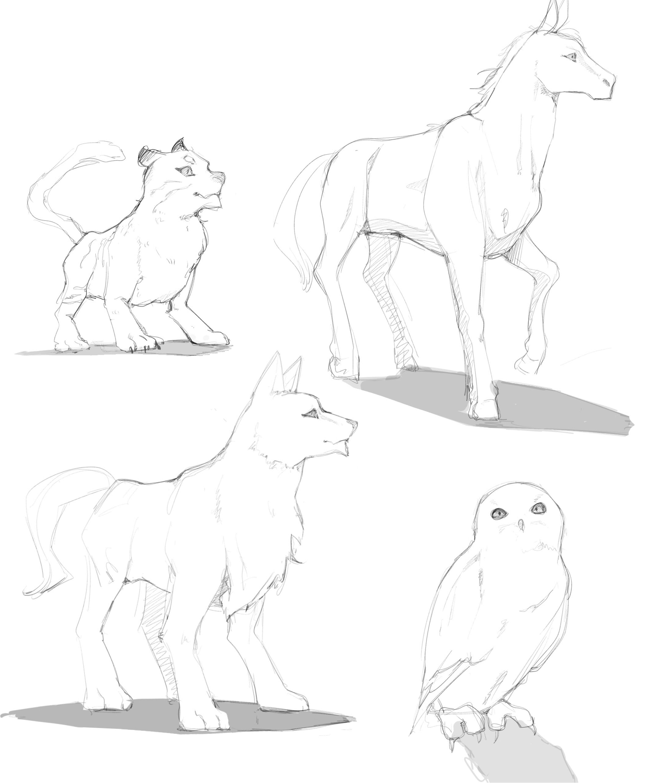 動物-1