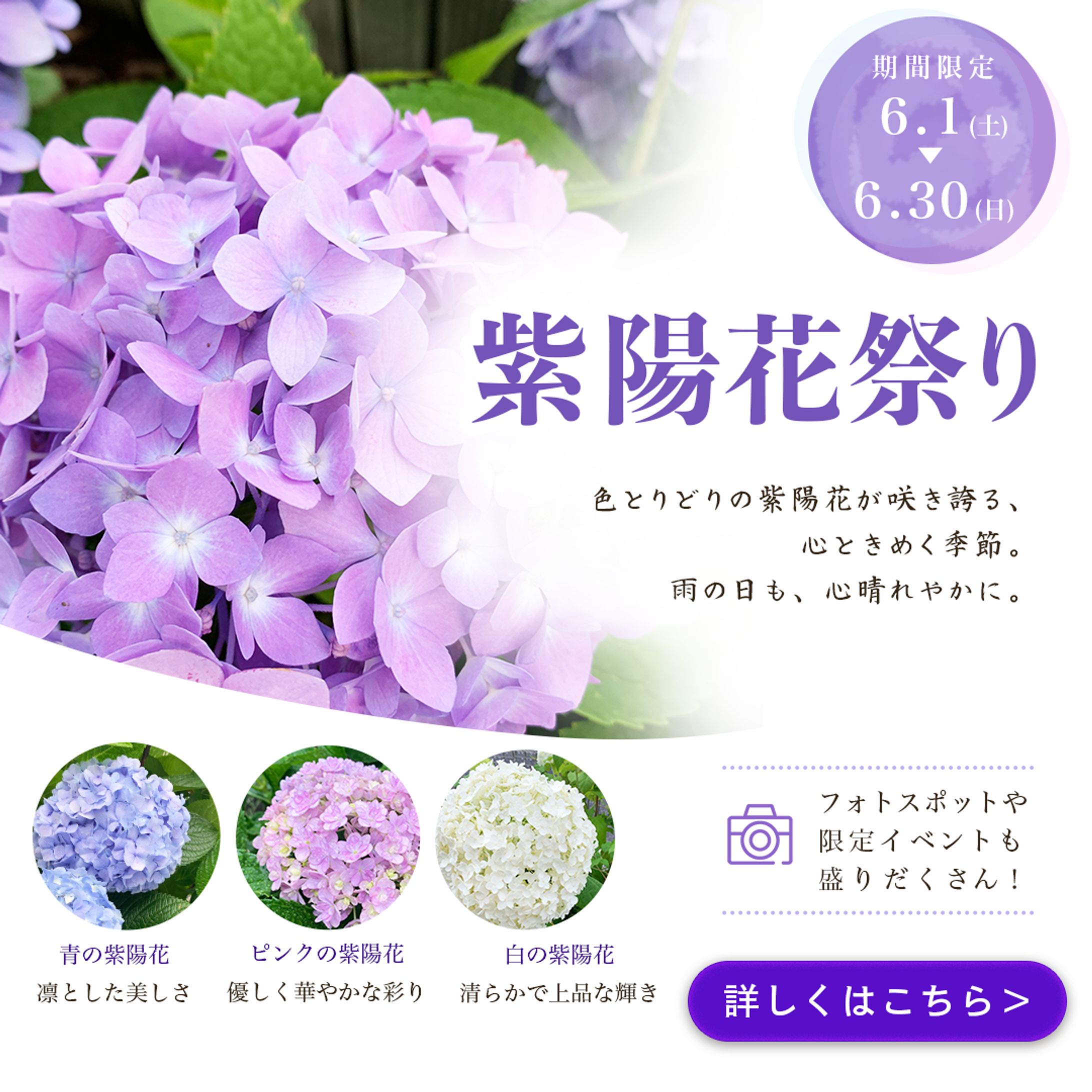 紫陽花祭りイベント告知バナー（自主制作）-1