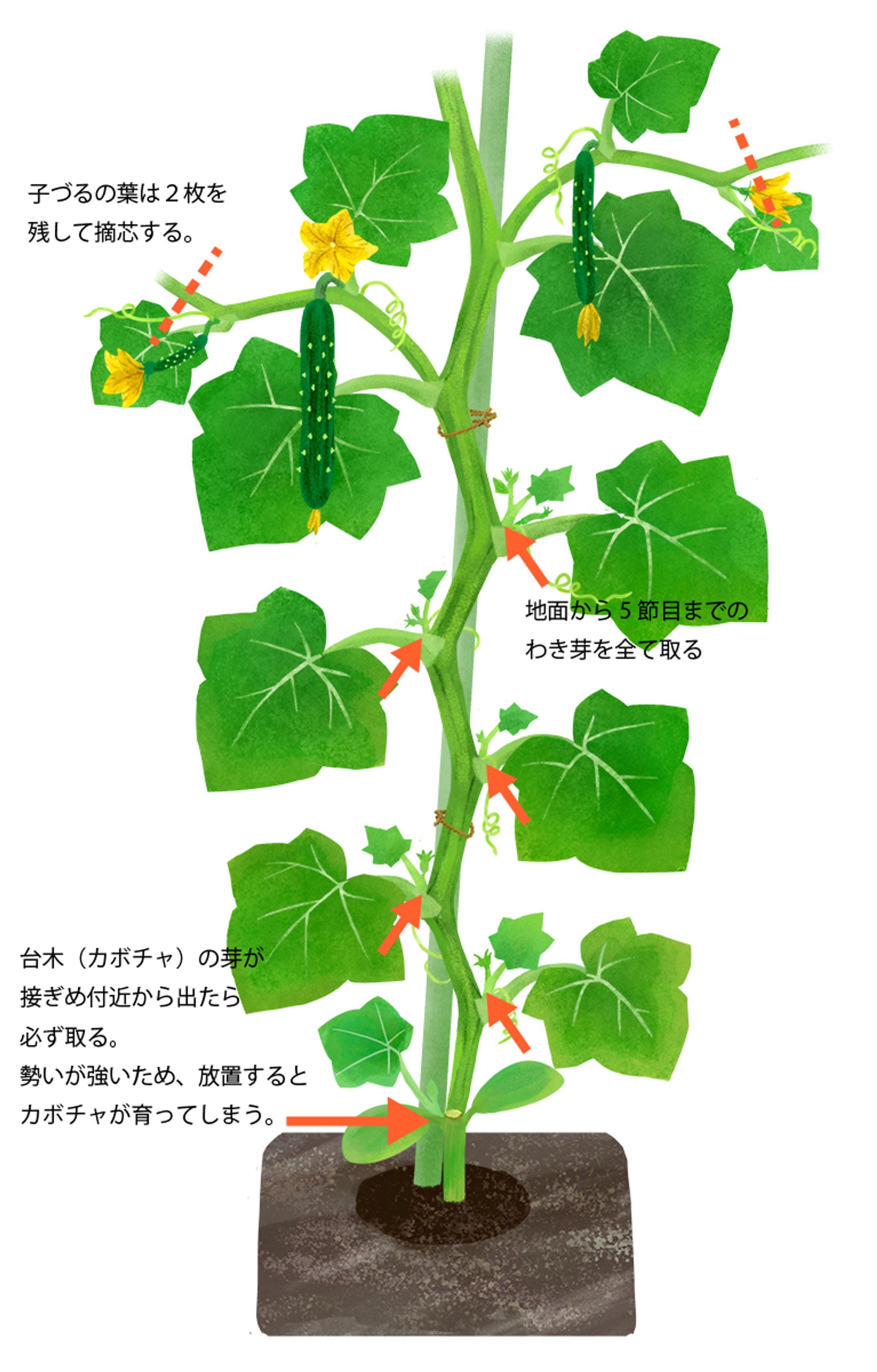 きゅうりの栽培-1