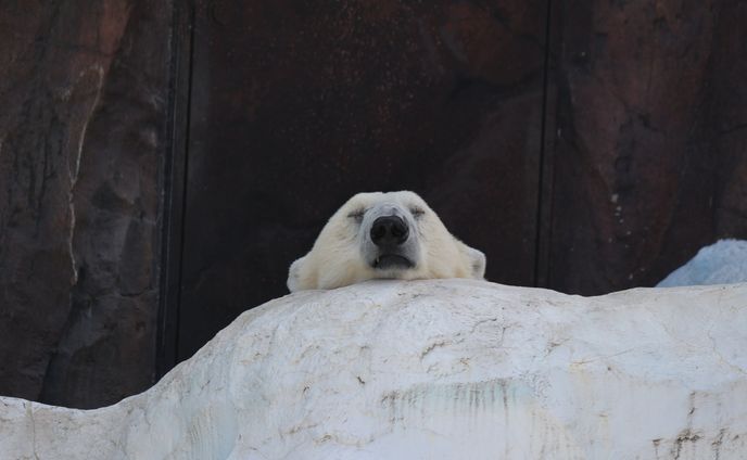 動物たち