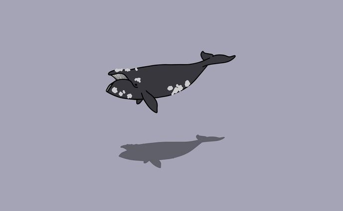 it、海の生き物