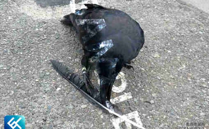 002 ハシブトガラス？ (札幌市某所)