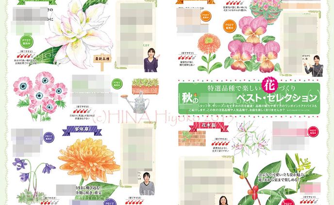 2015年8月：カタログ「会報誌2015年・初秋号」（カットイラスト）（某種苗会社）