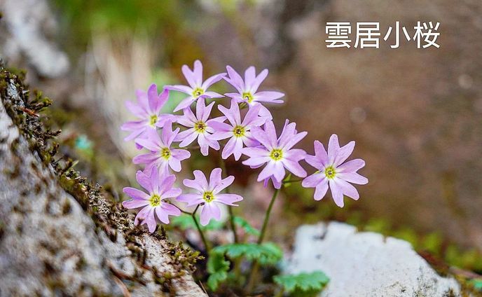 雲居小桜kumoi kozakura2023.May  altitude 1800m