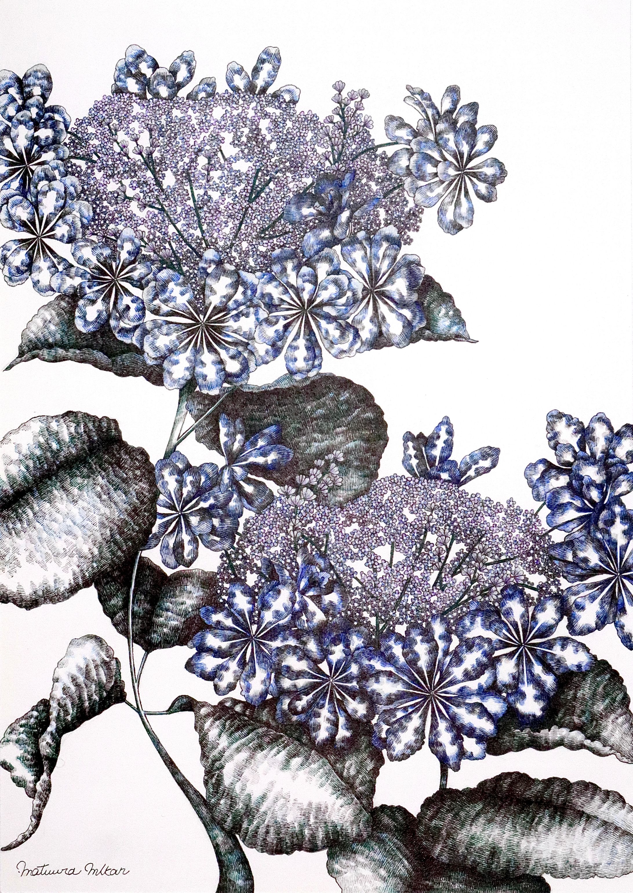 ハイドランジア hydrangea-1
