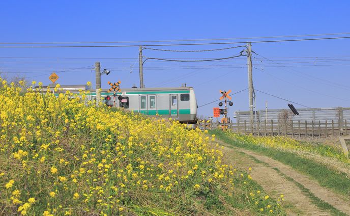 川越線の春