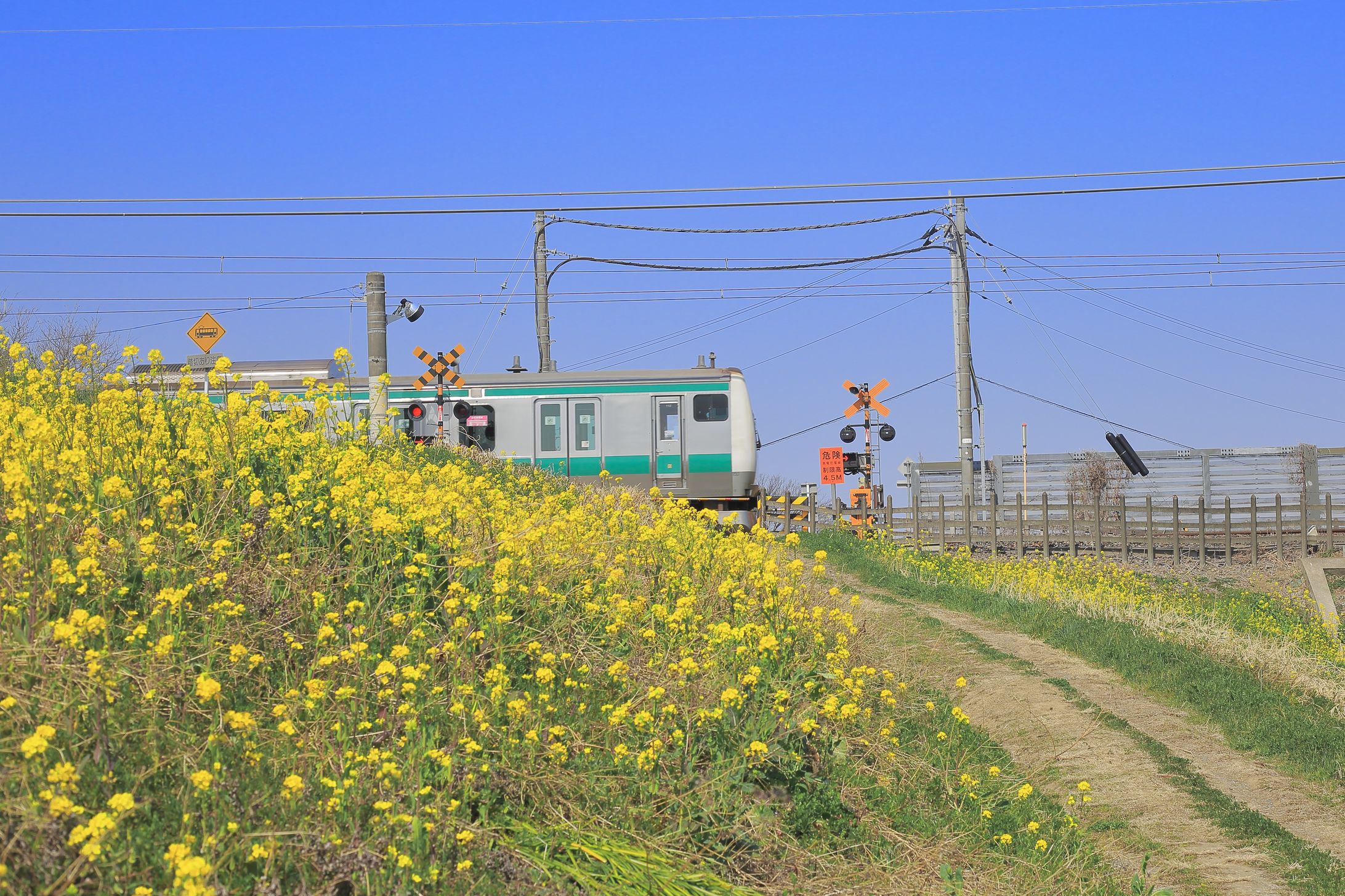 川越線の春-1