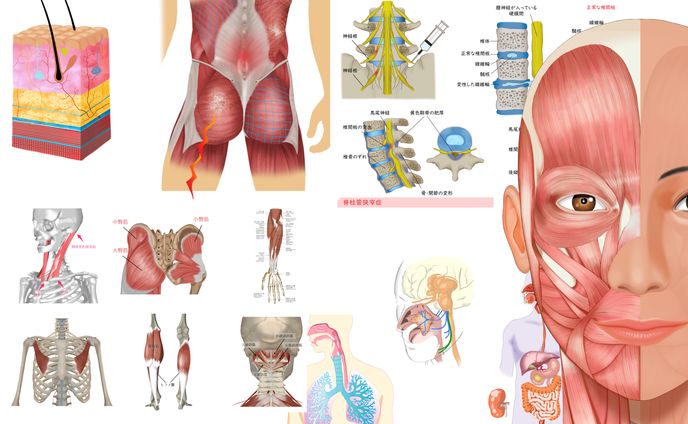 illustration、medical care