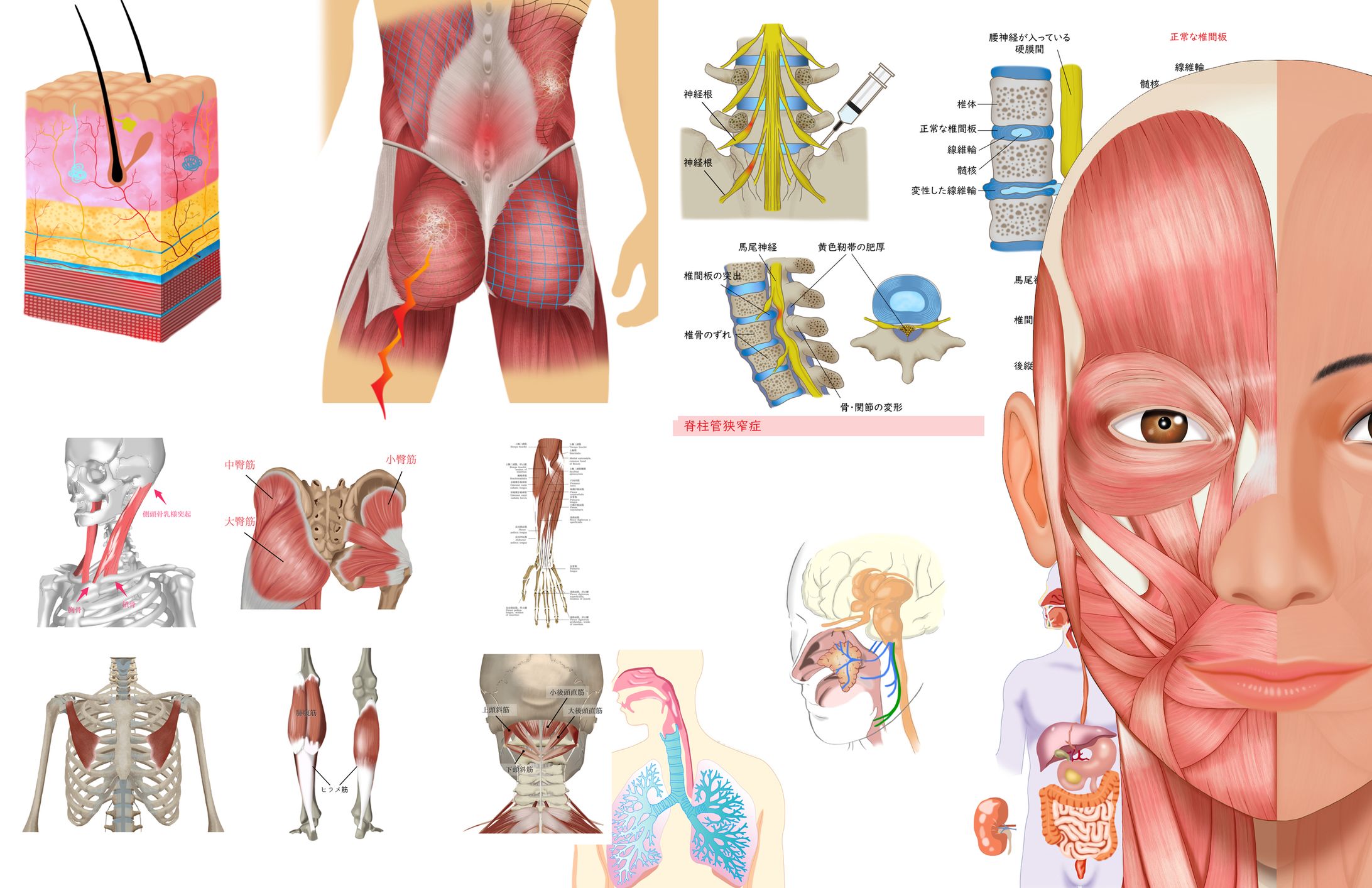 Medical Illustration-1