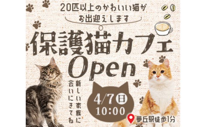 バナー：保護猫カフェ