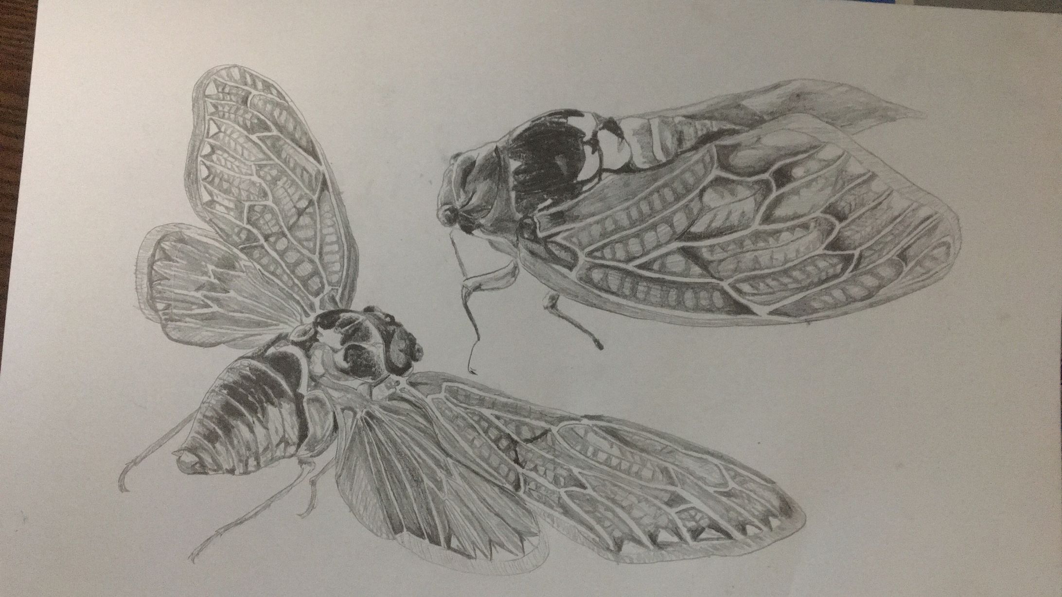 蝉のデッサン（2019/9/7作成）-1