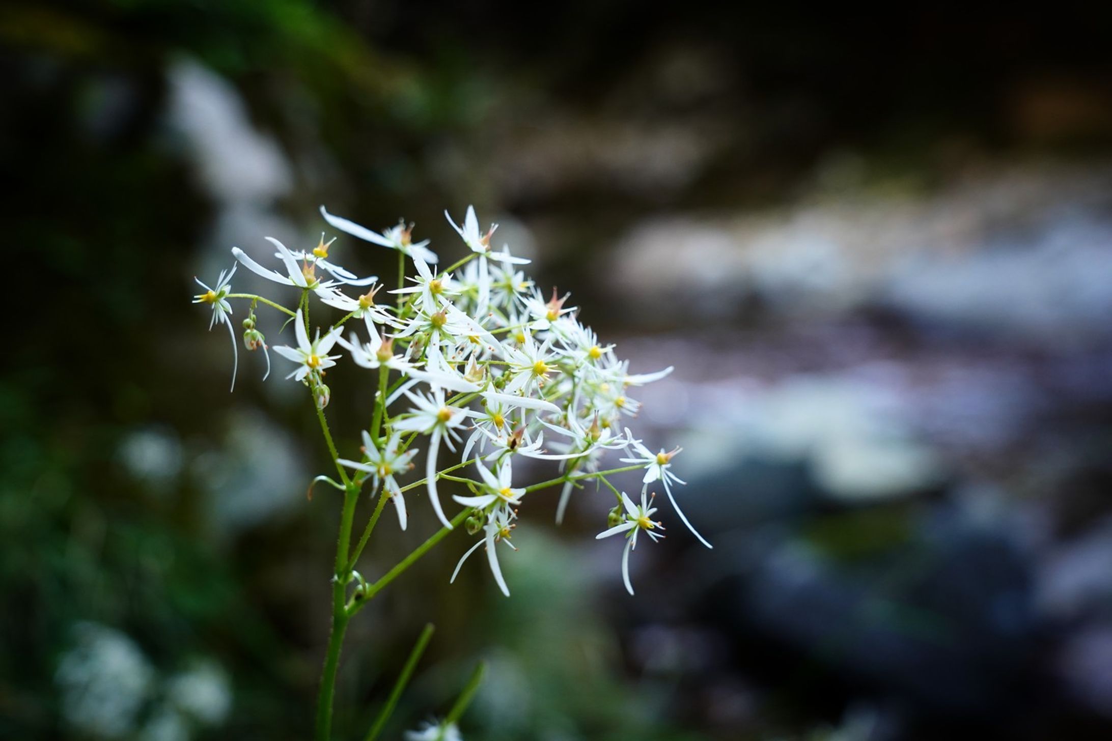 daimonjisou ダイモンジソウ
Saxifraga fortunei var. alpina

Daimonjisou is distributed in East Asia, including Sakhalin and the Primorye region, and ranges from low mountain belts to high mountain belts. The name comes from the fact that the petals are shaped like the Japanese character for "大”.
It grows naturally on damp cliffs and river rocks.
The rocky environment is a harsh environment with not much soil and is poor in nutrients, but Daimonjisou can survive in such an environment and is very strong.

#team_jp_flower
#flowerpic #flowermagic #flowerpassion #flowerpower #flowerbeauty #gardenflowers #flowerphotography #flowerphoto #flowerlife #flowerlove #flowerloversdaily #flowerlovers #naturephotography #naturepic #nature_perfection #nature_obsession #nature_brilliance #natureshots #kokohana
#flowers_super_pics #flowers_nirvana #山野草 #flower_daily #flower_shotz #flower_igers #flower_perfection
#nb_nature_brilliance
#花フレンド-1