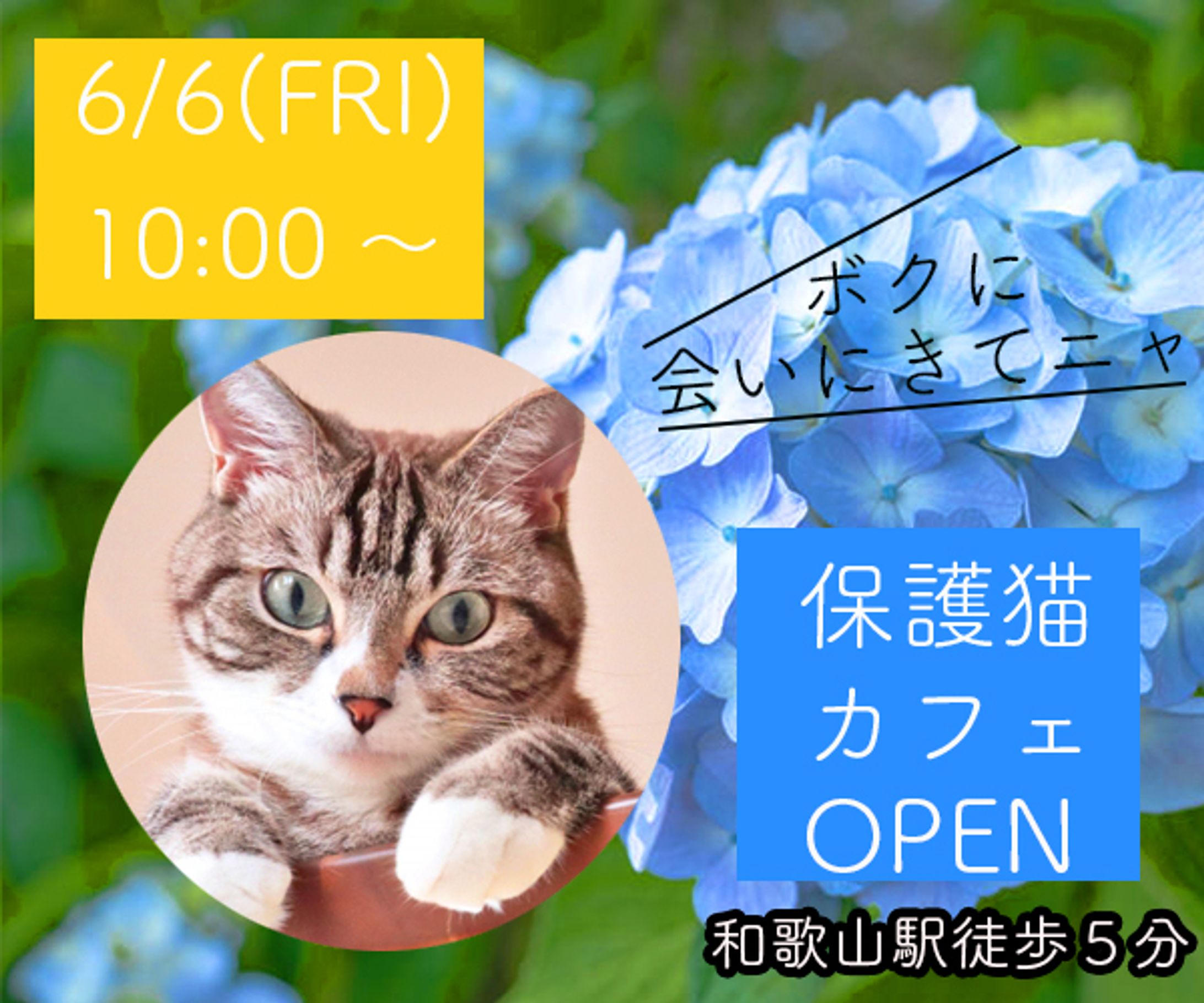 保護猫カフェのバナー(架空)-1