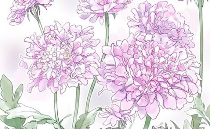 香りも甘くて切り花も長持ちするので大好きです🥰
#スカビオサ #花 #花のイラスト　#デジタルイラスト　#季節の花