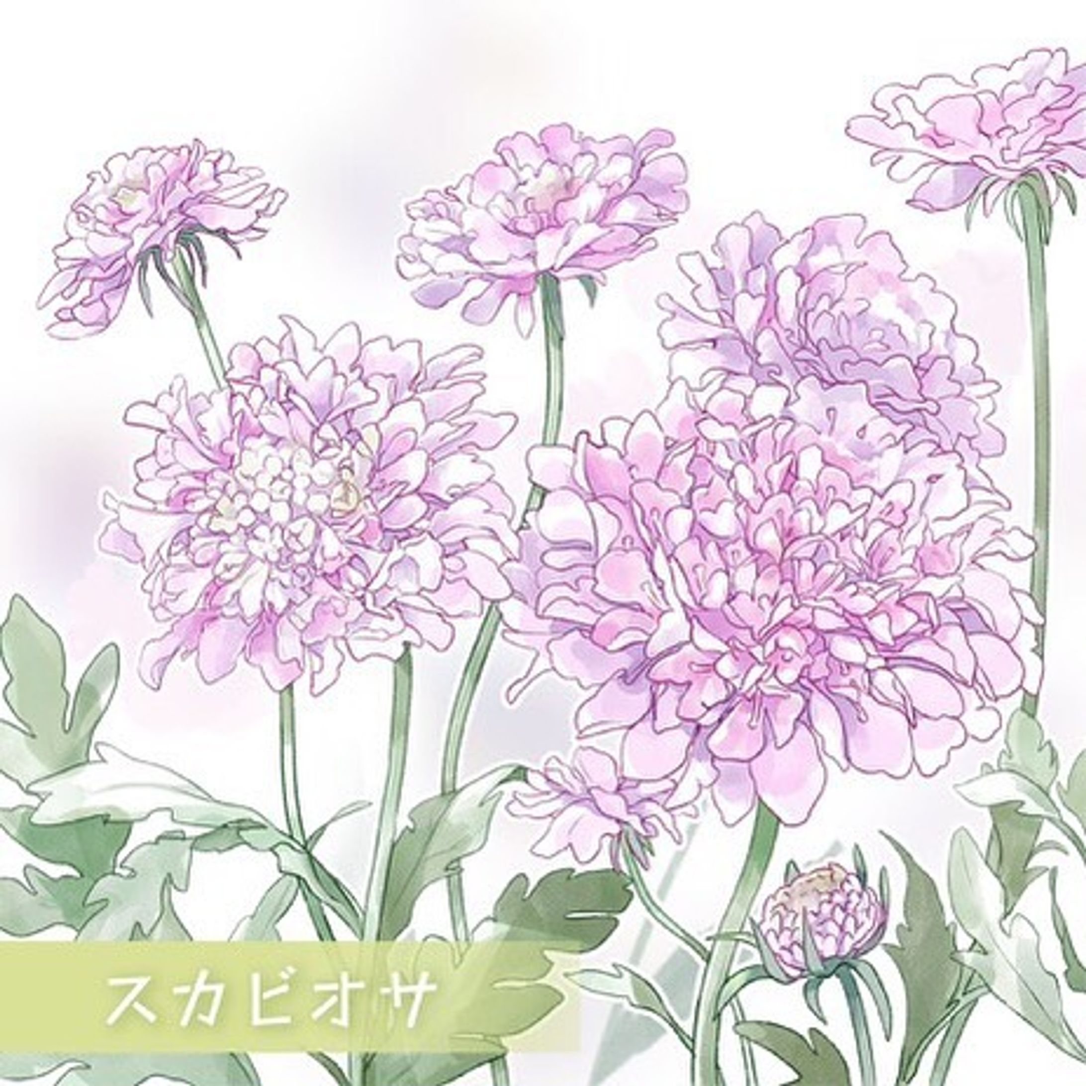 香りも甘くて切り花も長持ちするので大好きです🥰
#スカビオサ #花 #花のイラスト　#デジタルイラスト　#季節の花-1