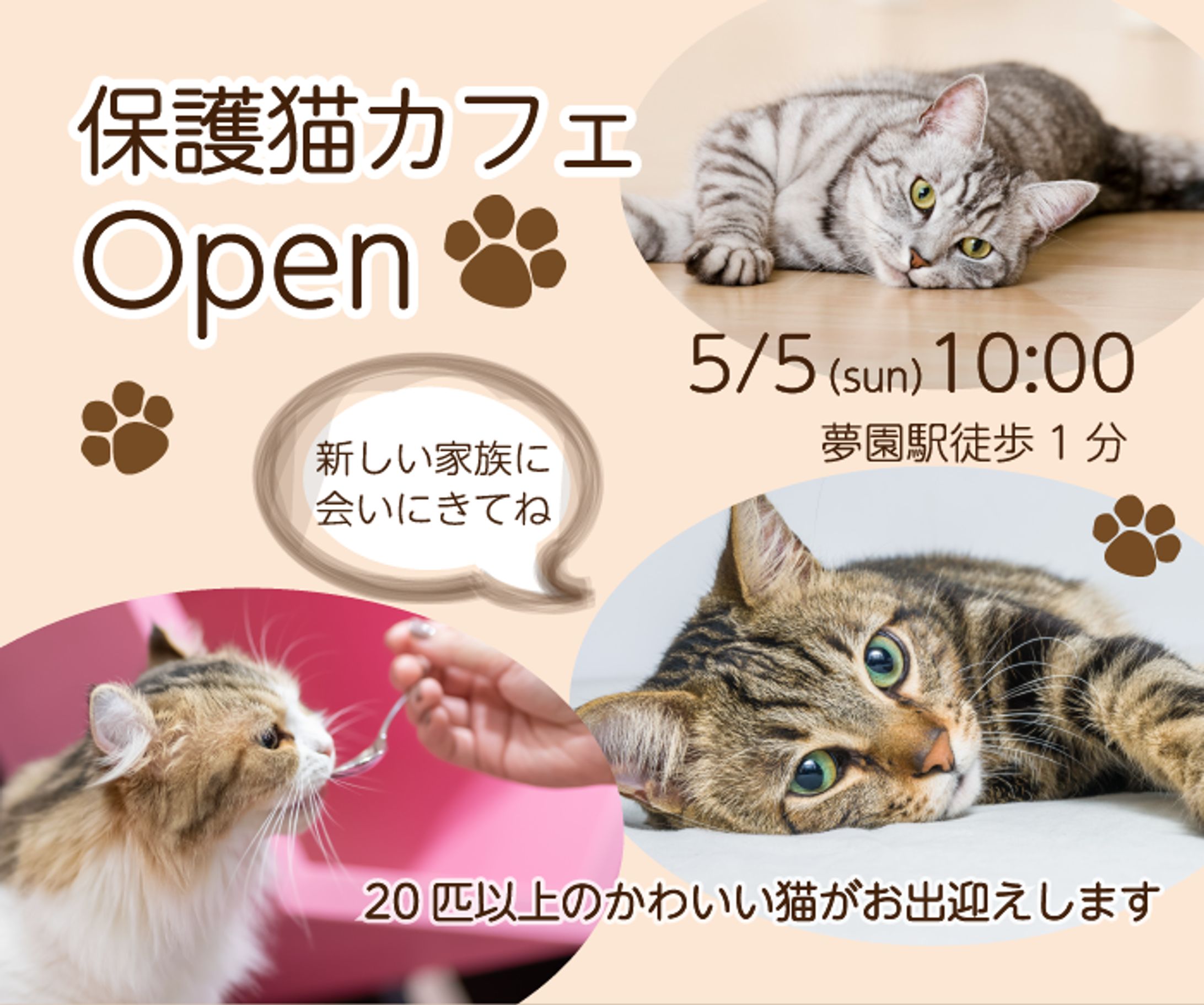 保護猫カフェ-1
