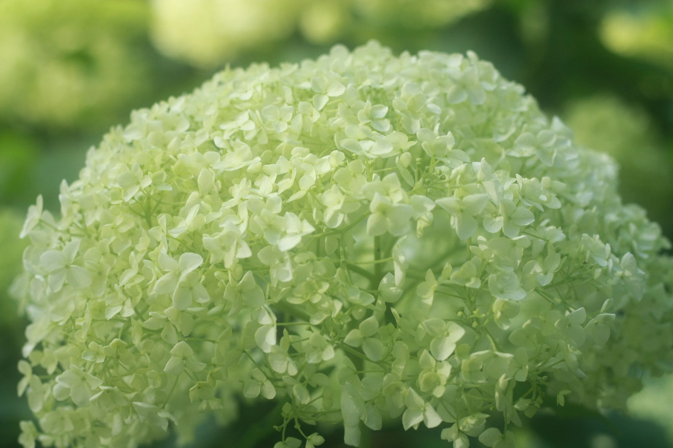 hydrangea-1
