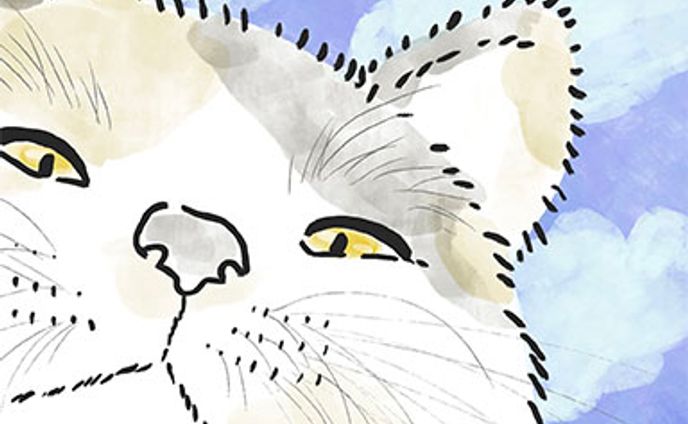 猫、#30秒