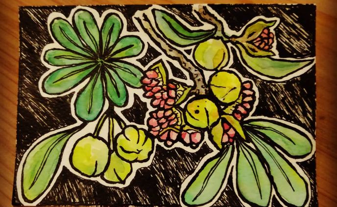 #一日一絵
No.006【 #トベラ 】
◆
花言葉: 偏愛 慈しみ 飛躍
赤い実の毒々しさが良い
◆
#drawing #art #illustration 
#illust #analogart #painting
#inkdrawing
#pittosporumtobira #tobira
#flowers #flowerart #flowerillustration #ctrlzの効かない世界