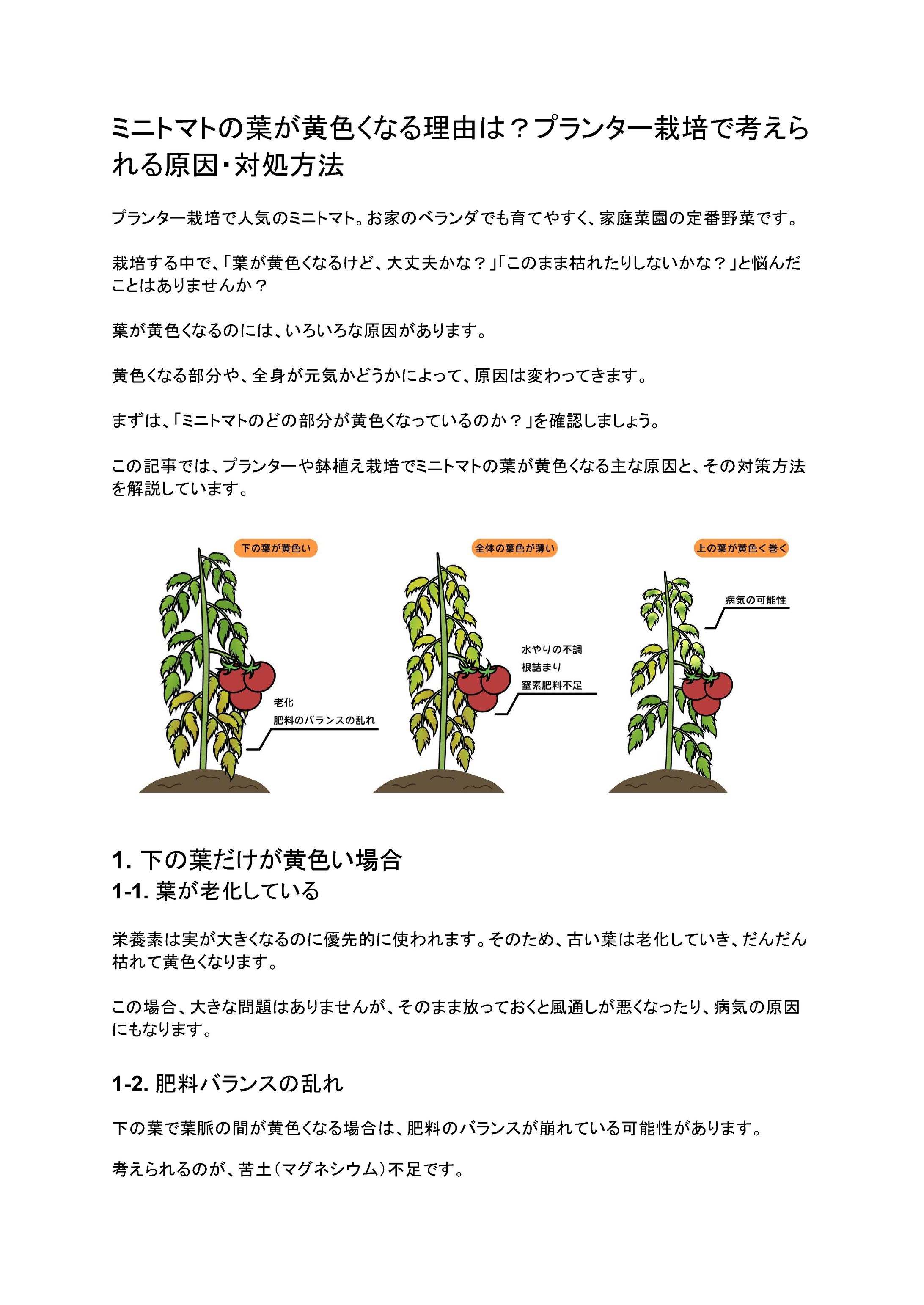 ミニトマトの葉が黄色くなる理由は？プランター栽培で考えられる原因・対処方法-1